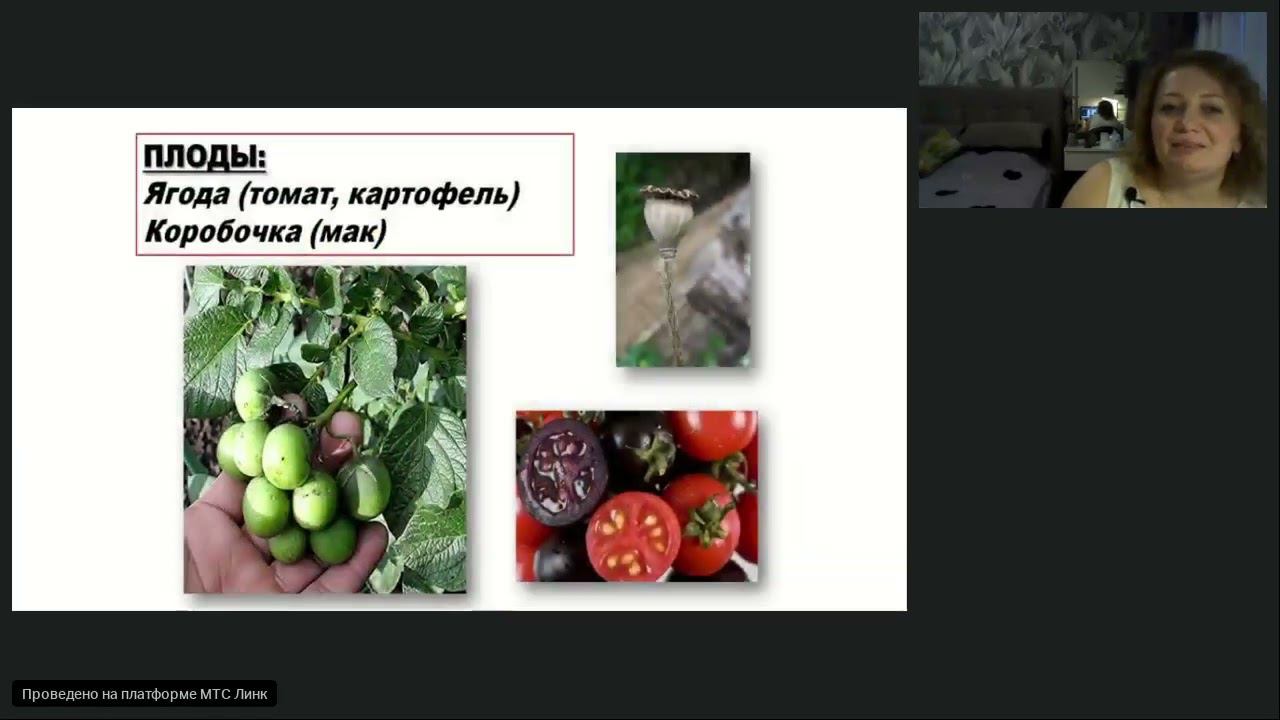 Семейства Пасленовые и Сложноцветные