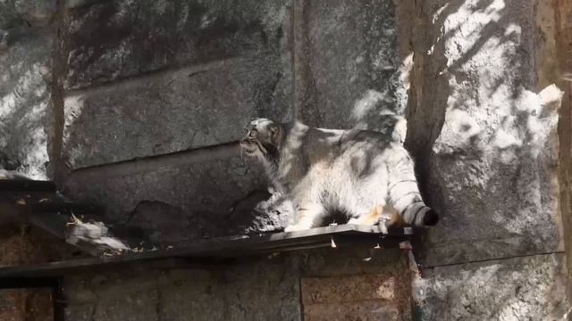 🐱Манул Тимофей уже начал подготавливаться к зиме и запасается жирком🐱
