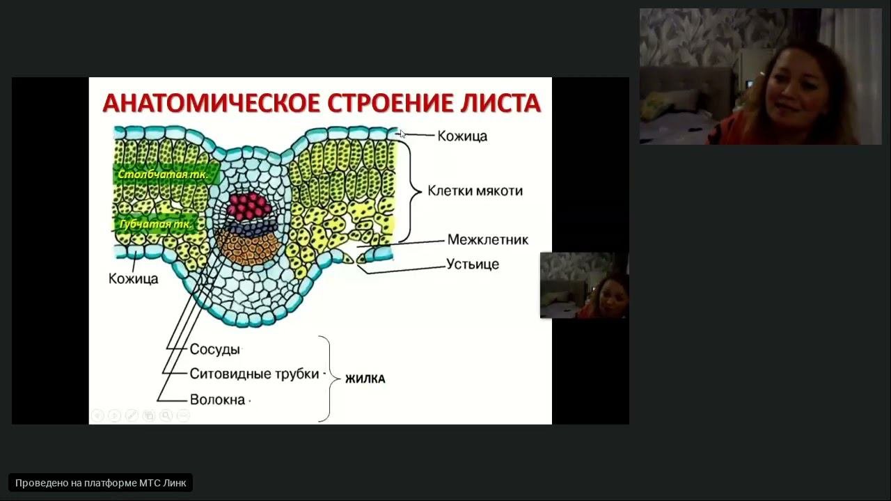Внешнее и внутреннее строение листа
