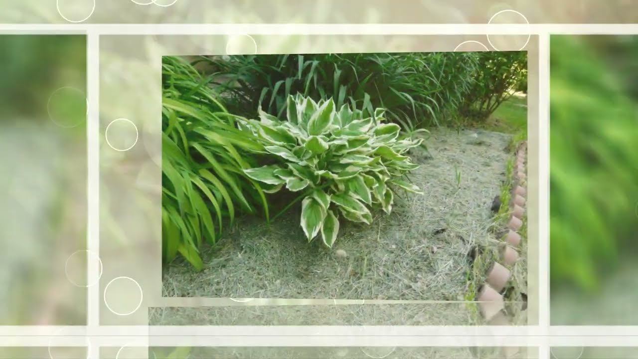 Мои хосты смотреть онлайн