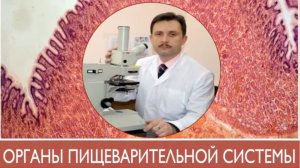 Гистология органов пищеварительной системы ( лектор - доцент Лугин И.А.)