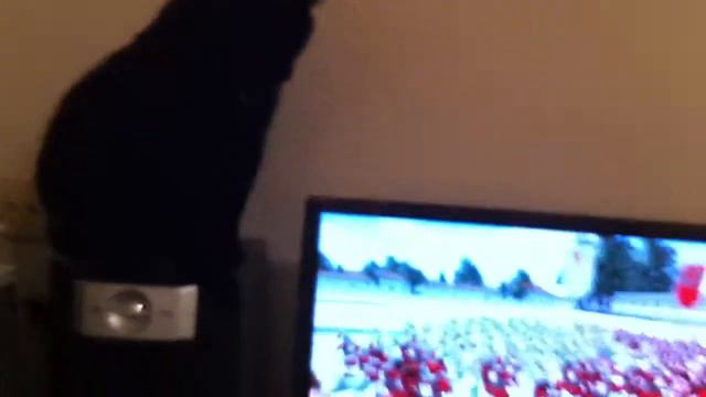 Rome Total War Cat fight