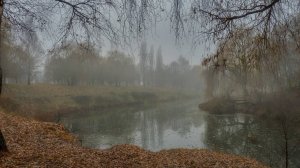Яблоня в саду отяжелела А.Я.Розенбаум (кавер)