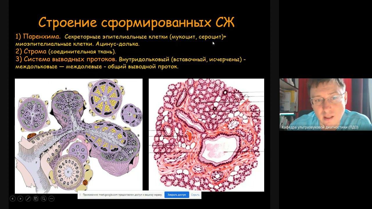 Ультразвуковая диагностика патологии слюнных желез  Часть 1 2021 11 19 At 04 01 GMT 8