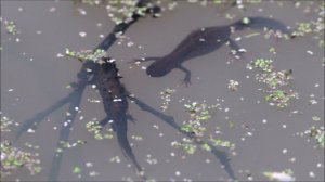 Брачный танец гребенчатых тритонов/ Mating dance of Crested Newts. Moscow region, Russia12.05.2021