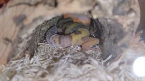 пока все работают он спит😪