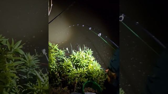 Рыболовная сессия в Ст.Ярославской