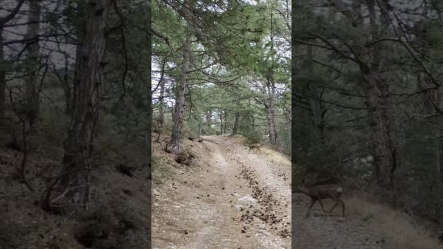 Косуля ГПЗ «Ялтинский» горно- лесной.