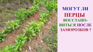 ПЕРЦЫ ВОССТАНОВИЛИСЬ ПОСЛЕ ЗАМОРОЗКА! БУДЕТ ЛИ УРОЖАЙ?