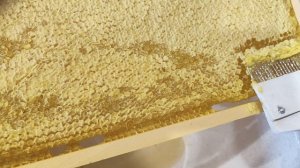 сентябрьский мед