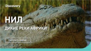 Нил | Дикие реки Африки | Discovery