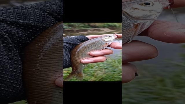 Клюет рыба 🐟 Уклейки лесная речка.