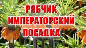 Рябчик императорский. Посадка