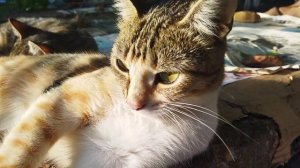 котики милашки