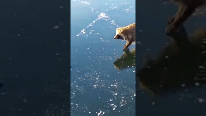 Пушистый разбойник на рыбалке беспределит!