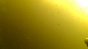 техника и тактика охота на сазана в засаде 2016