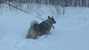 Испытание лаек по лосю 2022