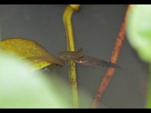 Личинки тритонов в Пироговском лесопарке (Московская область, Россия).Larvae of newts (Russia).