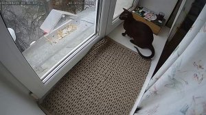 Коты птицеводы