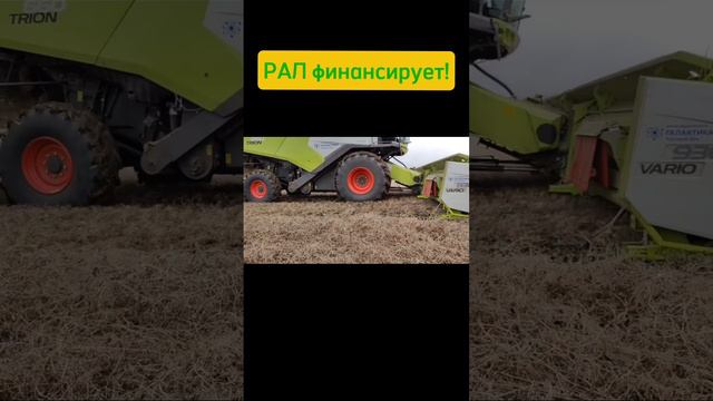 Комбайн Claas Trion на уборке полеглого гороха. Финансирование от Росагролизинг #Рал #лизинг