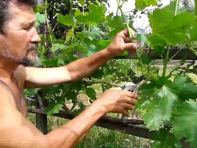 Обрезка винограда весной или в начале лета смотреть онлайн