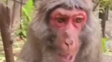 варфейсио смотреть онлайн