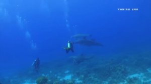 🐬 Исцеляющие звуки дельфинов 🐬