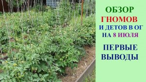 ОБЗОР ТОМАТНЫХ ГНОМОВ И НЕКОТОРЫХ ДЕТОВ В ОТКРЫТОМ ГРУНТЕ НА 8 ИЮЛЯ. ПЕРВЫЕ ВЫВОДЫ О ГНОМАХ.