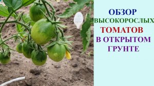 ОБЗОР ВЫСОКОРОСЛЫХ ТОМАТОВ. ПОДКОРМКИ.