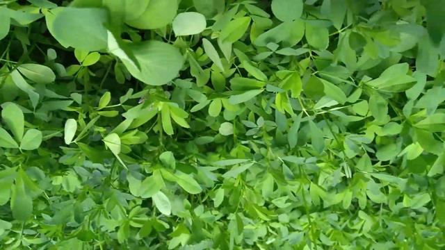 ფრaნგული მოტივები. (French motifs). французские мотивы