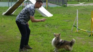 АДЖИЛИТИ - УЧУСЬ ПЕТЬ КОМАНДЫ ДЛЯ СОБАКИ!