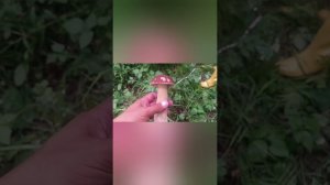 Набрали с женой белых грибов за 3 часа, в течении 2х дней 3 ведра.