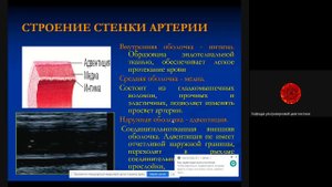 Основные положения ультразвуковой диагностики сосудов Морфология Доц Ерошенко О Л