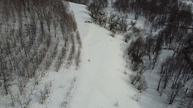 косули крупным планом
