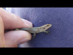 Зимние ящерицы, жуки, тараканы и саранча в Сочи/Winter lizards,beetles,cockroaches,locust in Sochi