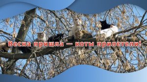 Весна пришла - коты прилетели!