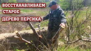 Восстанавливаем запущенное дерево персика