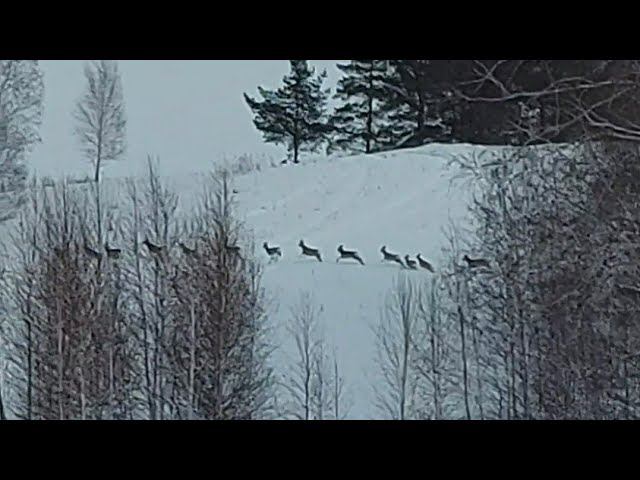 Косуля сибирская испугалась моего снегохода Буран смотреть онлайн