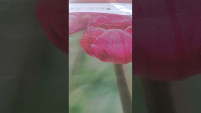 Sunday school Daily home bible readings Here is the Man смотреть онлайн