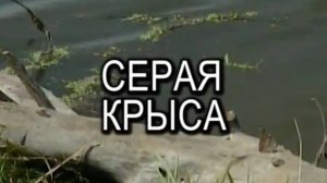 Серая крыса в природе