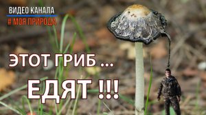 Странный гриб в центре Омска. Неужели его едят?