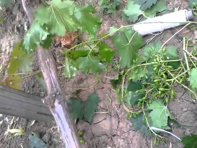 Летняя брезка винограда смотреть онлайн