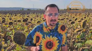 Семена подсолнечника 🌻 Гибриды подсолнечника 🌻 Оптимальный выбор в 2025 сезоне