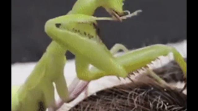 Bei momenti di Alessandro Malaspina Pola смотреть онлайн