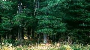 ВЛАДИМИР  МЕГРЕ   "ОБРЯДЫ ЛЮБВИ"