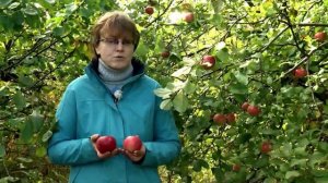 29 - Программа Наш Сад № 90