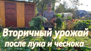 РЕЗУЛЬТАТ ВТОРИЧНОГО УРОЖАЯ после озимого чеснока и лука