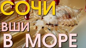 Море Сочи, Сочи сегодня,Педикулез, Лазаревское сегодня, Педикулез, Сочи 2024, Сочи погода, вши,вошь