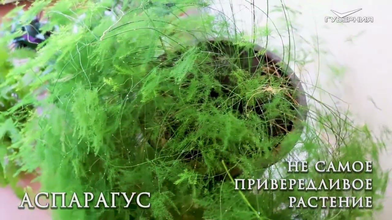 АСПАРАГУС Особенности и уход за домашними цветами