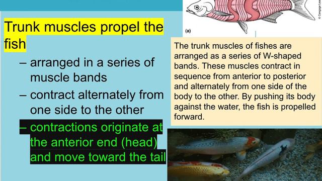 Marine Fish Ch.10 Marine Biology Video Overview смотреть онлайн